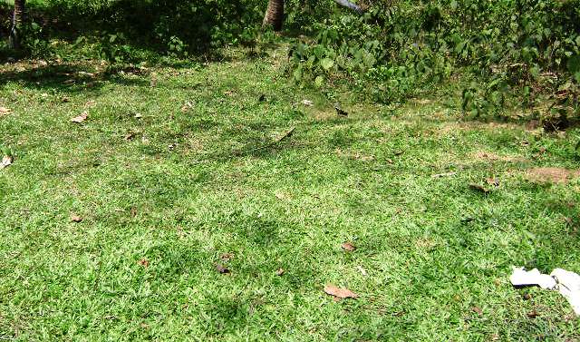 Malabe Bare Land for sale/rent
